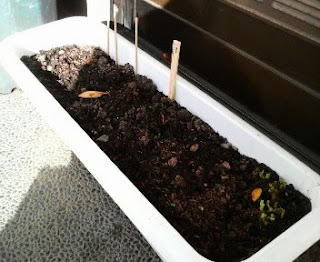 そばの花は、15日目を迎えました