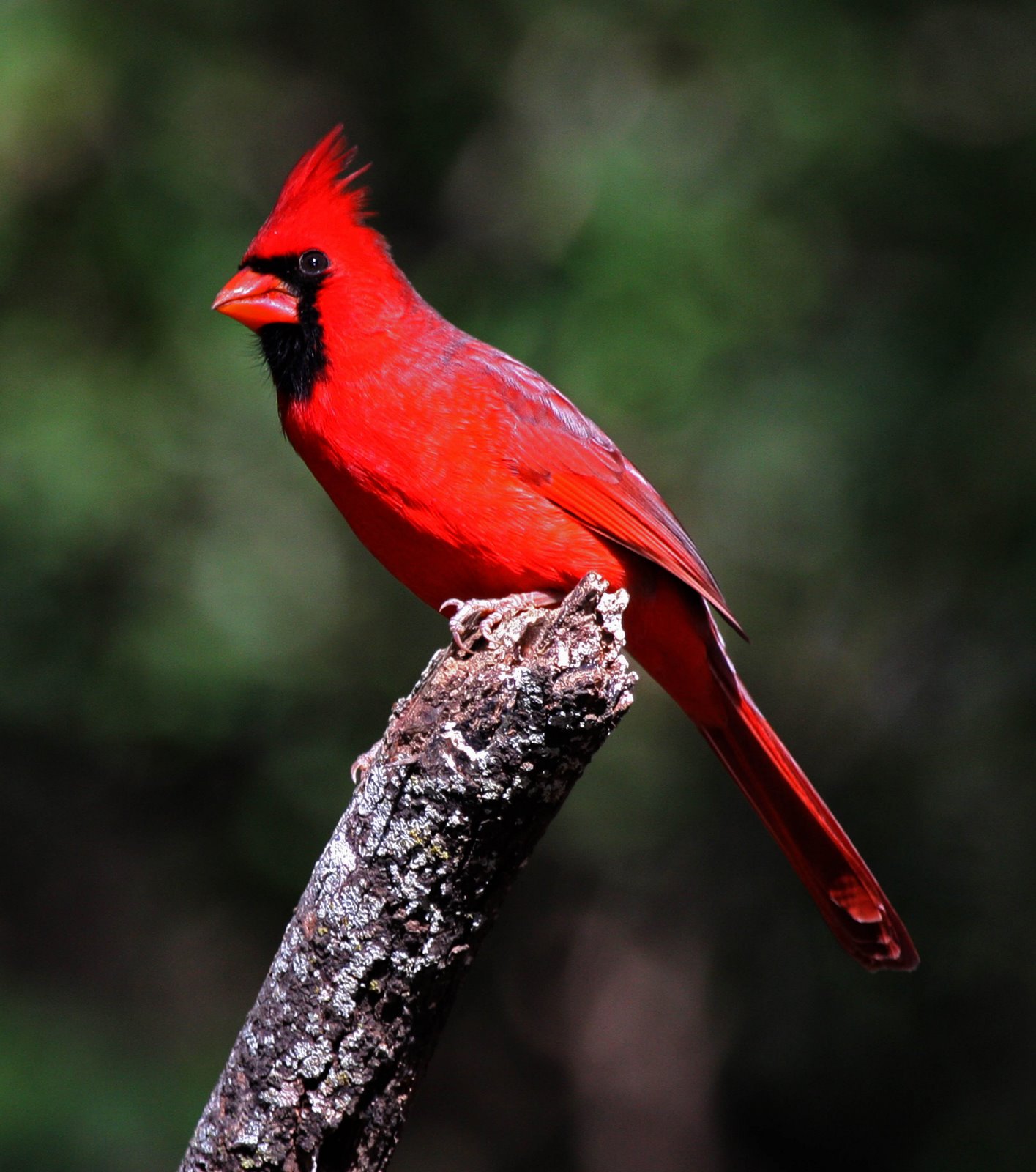 [Cardinal-Norther,+male+IMG_0048b.jpg]