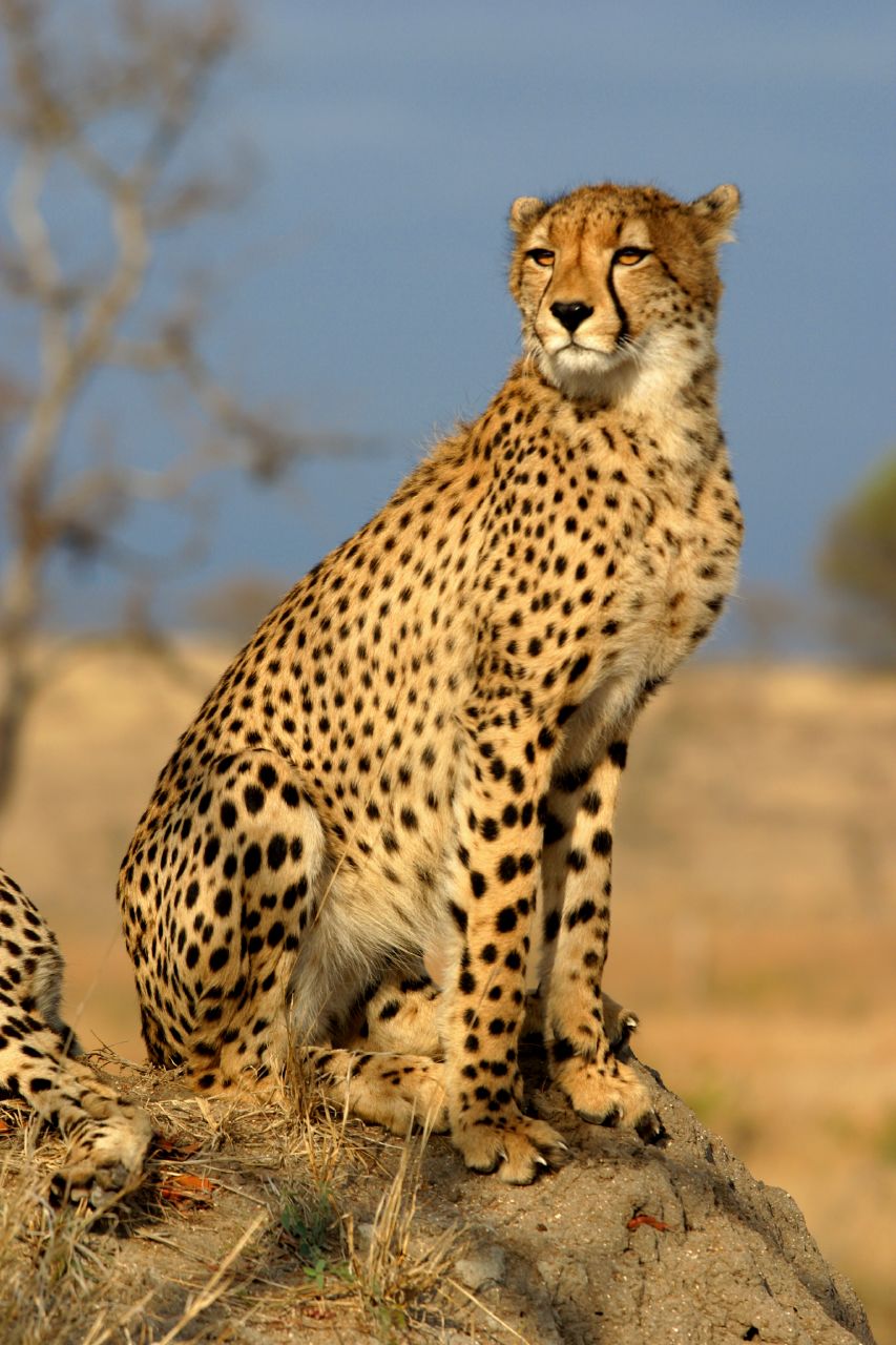 Predator Haven: CHEETAH Predator Haven: CHEETAH