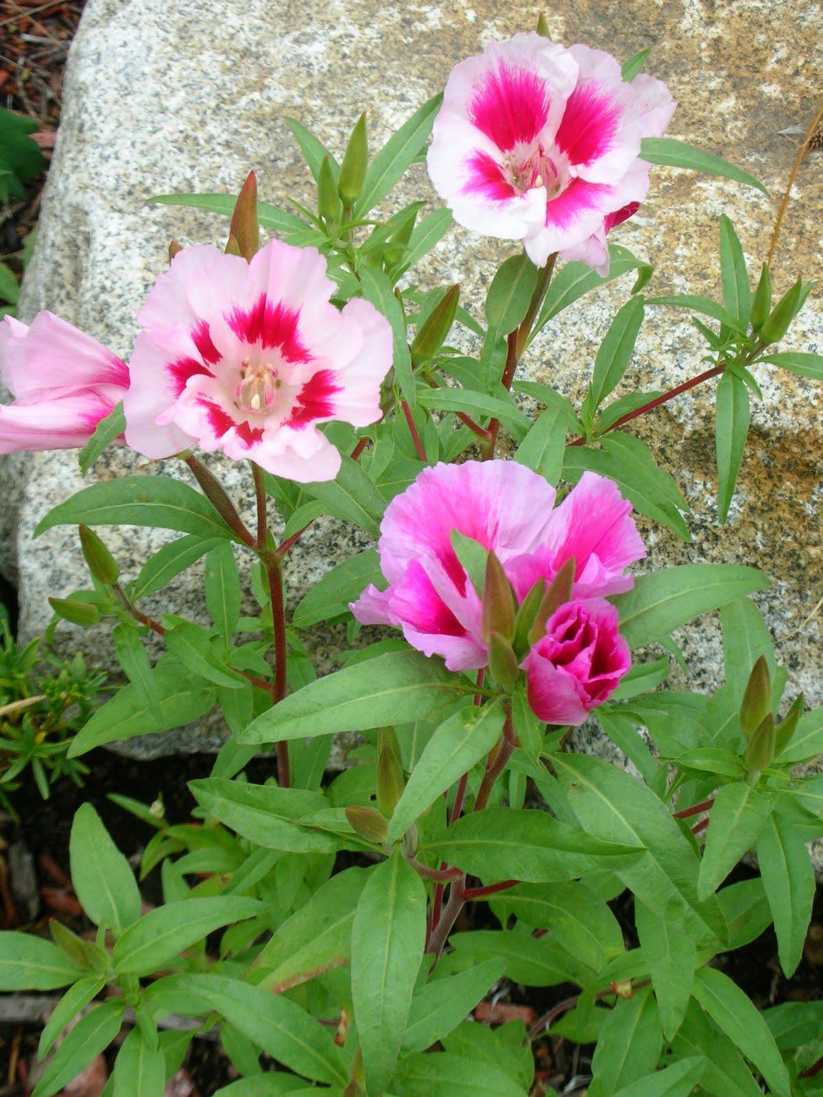 Годеция (60 фото) - виды, уход и выращивание