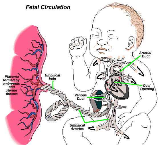 11+ Fetal Circulation In Flow Chart | Robhosking Diagram
