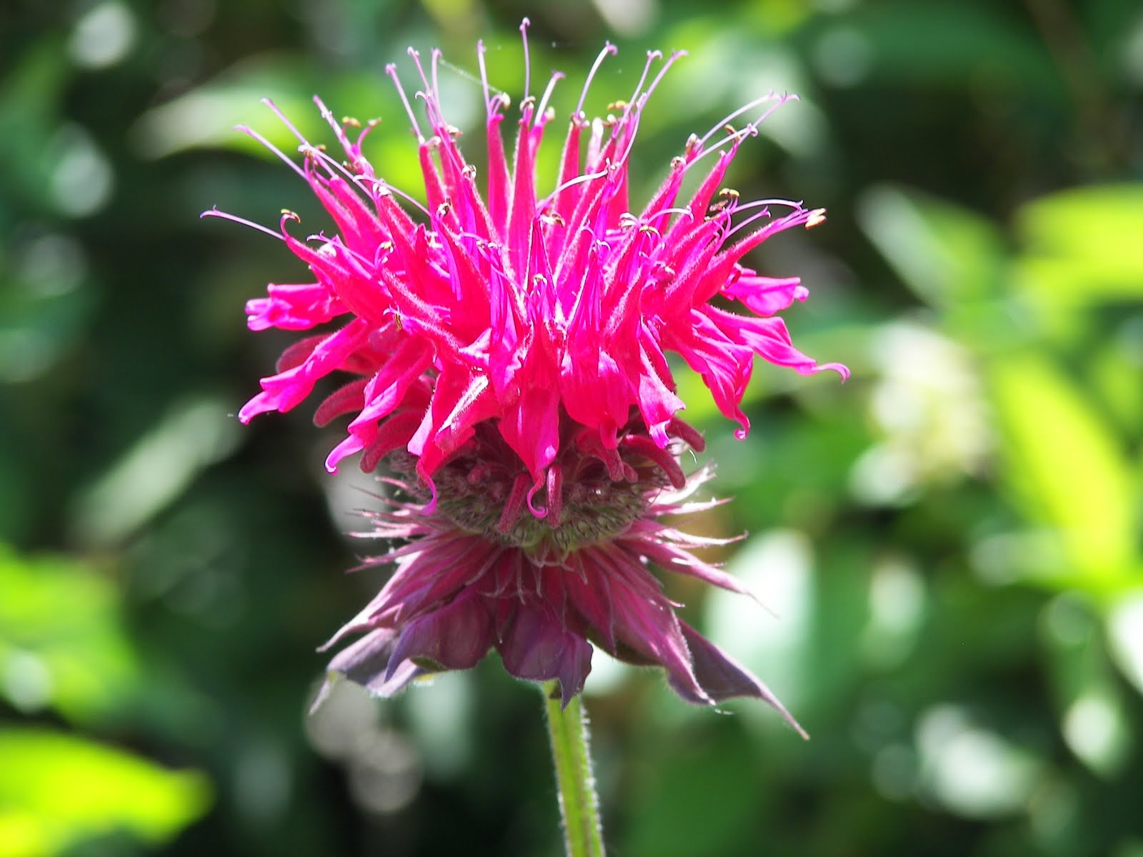 For the Love of Gardening June 2010