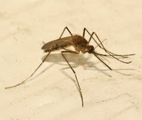 Aedes vexans floodwater mosquitoes are painful biters