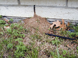 fire ants often build mounds next to structures, leading to indoor infestations