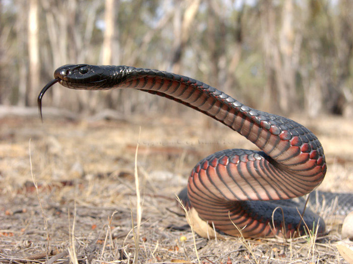 [74768848.sAGc4aPc.blacksnake.jpg]