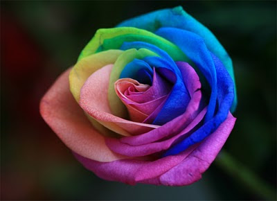 Pagotan gudang segalanya cara membuat warna  bunga mawar 