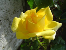 Rosa amarilla :L , DA iguaaaL