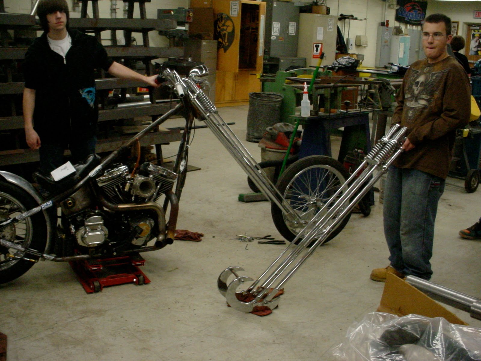 sugar bear springer for sale