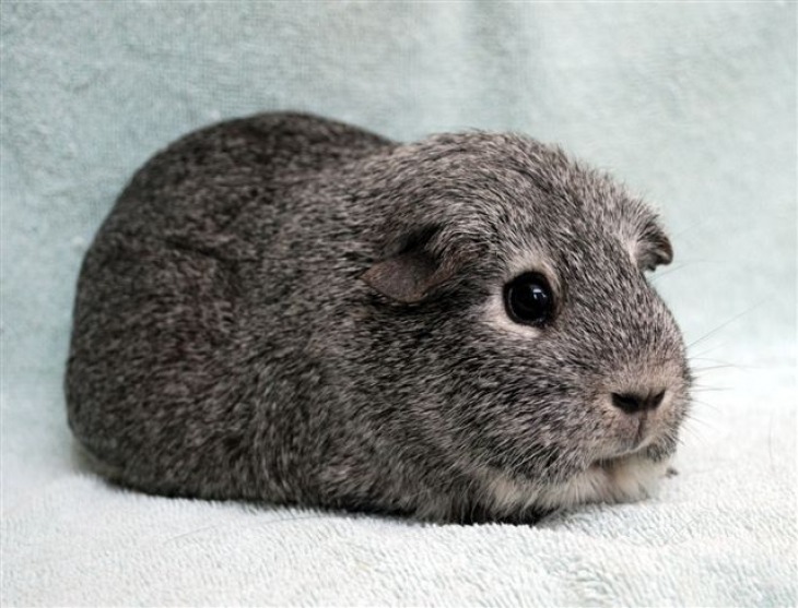 West Michigan Critter Haven Litter Box Training a Cavy (Guinea Pig)