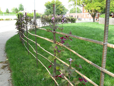 Site Blogspot  Garden Fencing Designs on Hyacinth Beans And A Bottle Tree And An Interesting Bamboo Fence