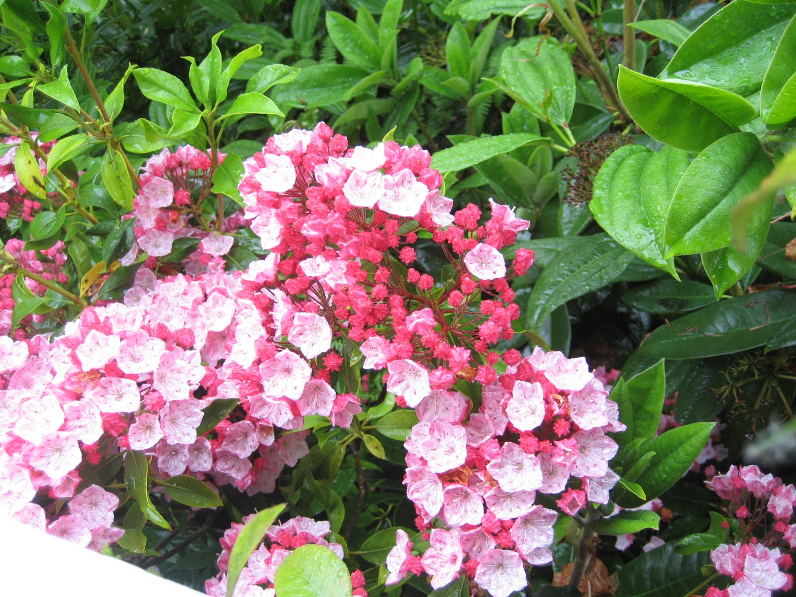 Seasons In My Garden June Flowers