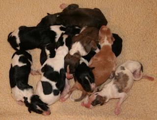 the pups on day 3