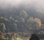 Bosque al Oriente de San Cristóbal