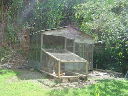 bamboo chicken coop