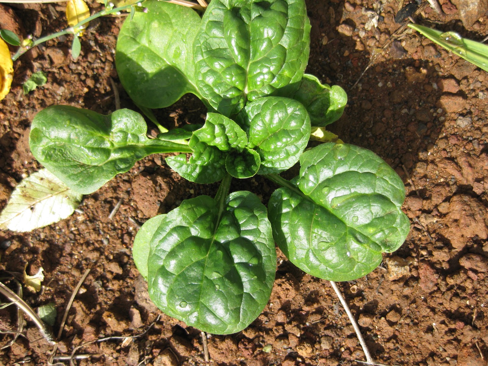 Mission Seeds Its Time to Plant Spinach