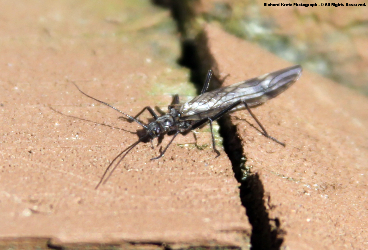 Spring Stonefly The High Knob Landform: Glorious Spring Renewal & March Madness!