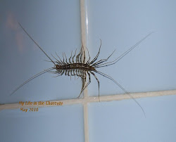 centipede bugs scutigera coleoptrata