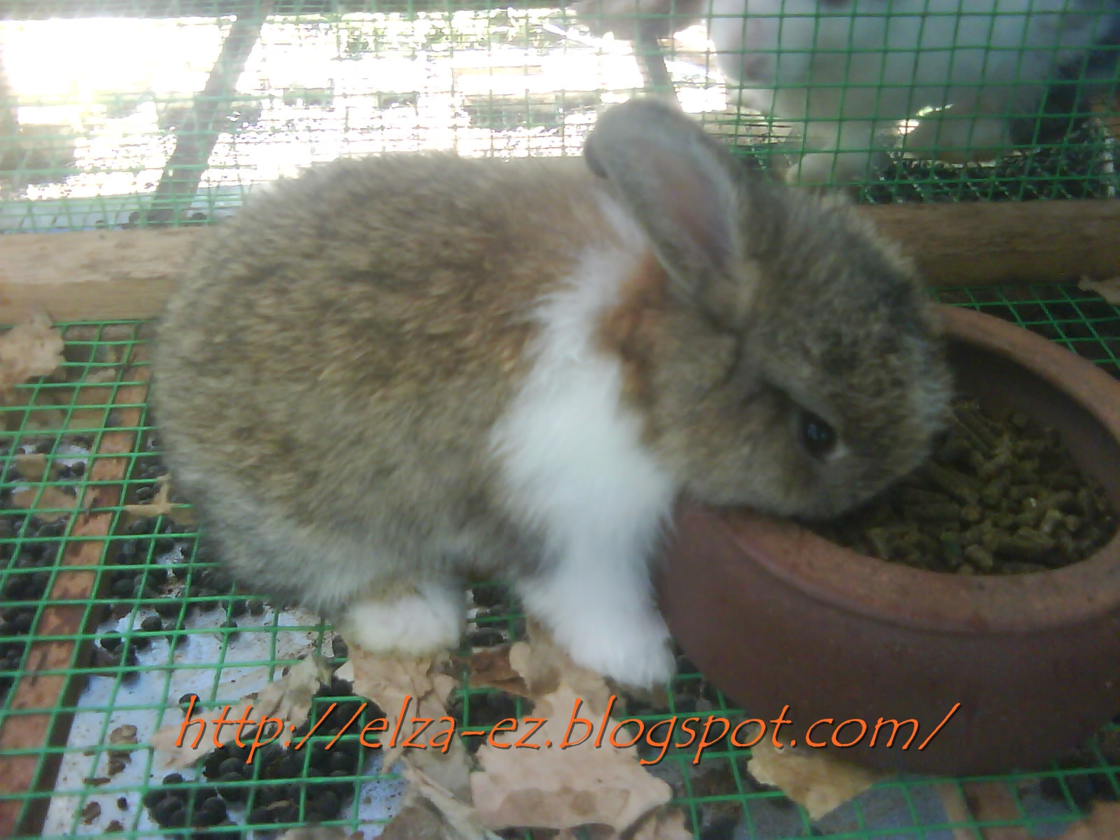 elza punyer blog!!!!!!!!!!!!!: ~ Koleksi Arnab yang Paling Comel