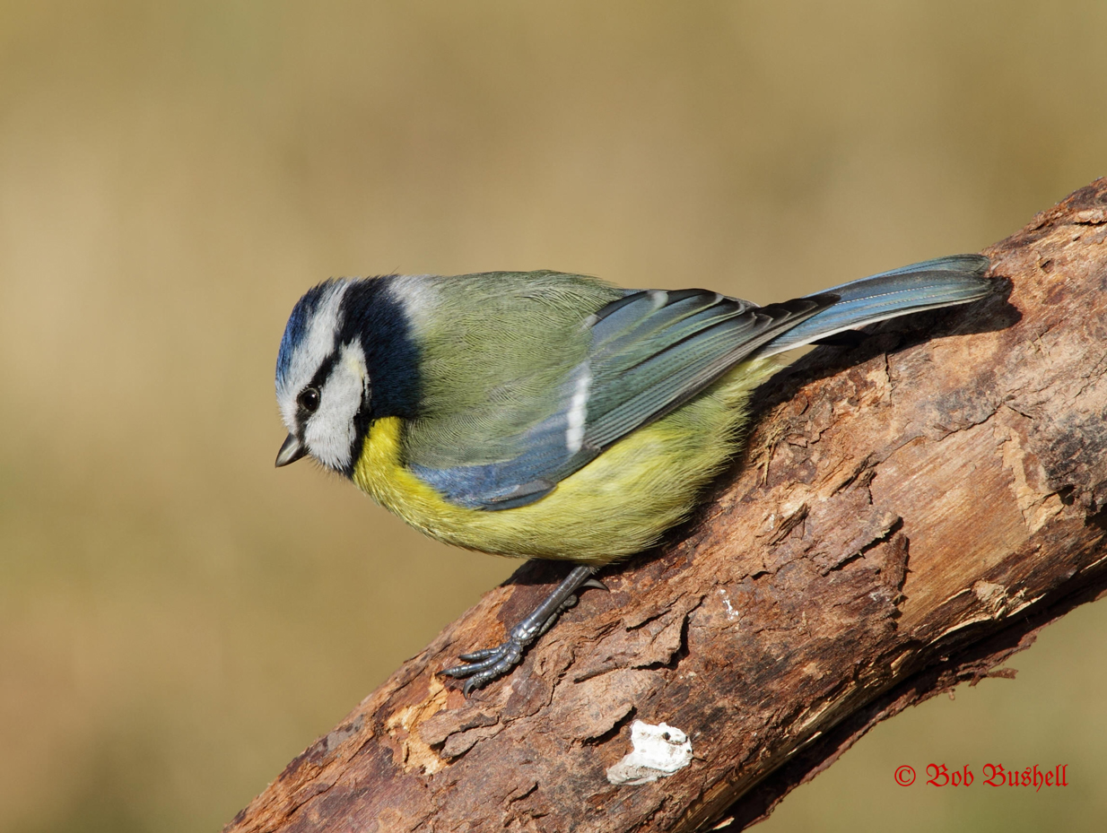 синица. синица лазоревка подвиды. семейство синиц. расписная синичка. семейство синиц.