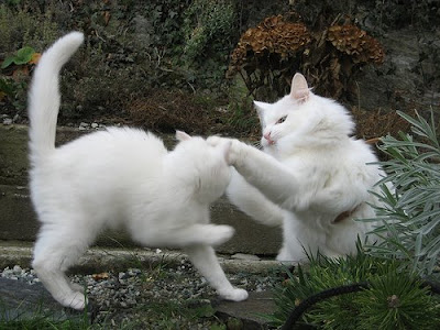 white Norwegian Forest cat