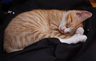 Classic cat naps - cat sleeping cat napping