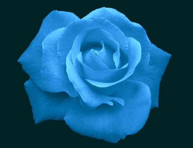 [blue_rose2-3x.jpg]