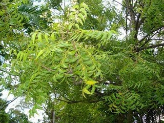 Cendawan pokok dan daun musim luruh menghias idea-idea – lebih banyak alam semula jadi Cendawan pokok dan daun musim luruh menghias idea-idea – lebih banyak alam semula jadi