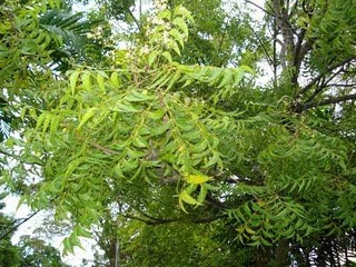 Taman Koperasi BENA IJOK: Daun Neem ~ Daun Semambu ~ Daun 