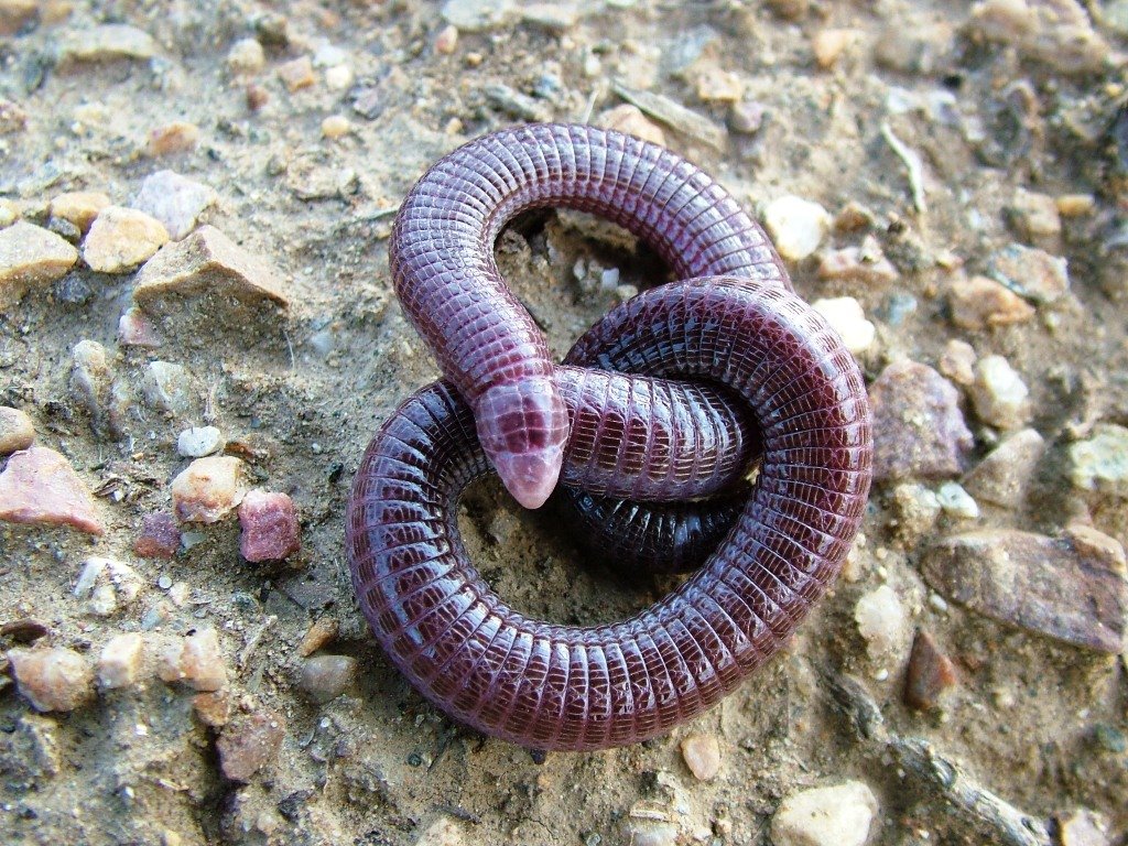 Blanus cinereus