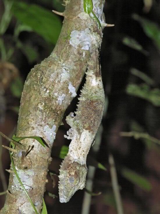 SAATHIYAAH - The Icon of Truth: THE BEST EVER CAMOUFLAGE ANIMALS