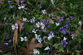 Wild violets in the yard