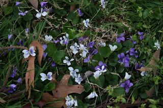 Wild violets in the yard