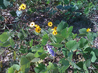Flowers among kudzu
