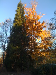Red? Who wants to stop? Green and yellow trees