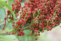Sumac berry cluster, with bug