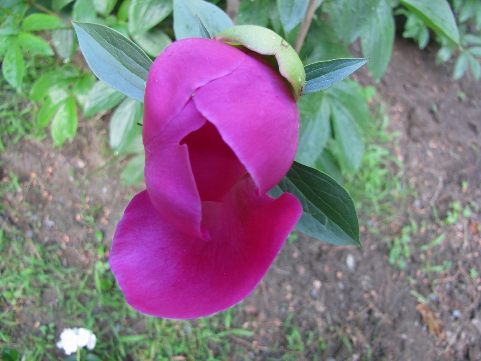 The Messy Gardener Peonies and Roses