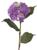 [HydrangeaBL_small.jpg]