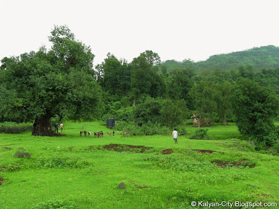 Green Landscape