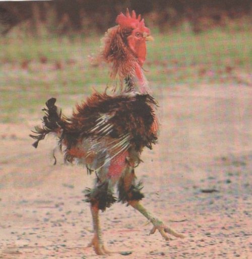 [rooster.jpg]