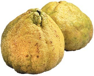 [UgliFruit.jpg]