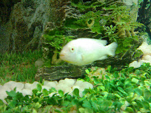 White Auratus 01