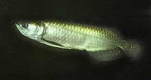 Northern Arowana