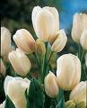 White Tulip
