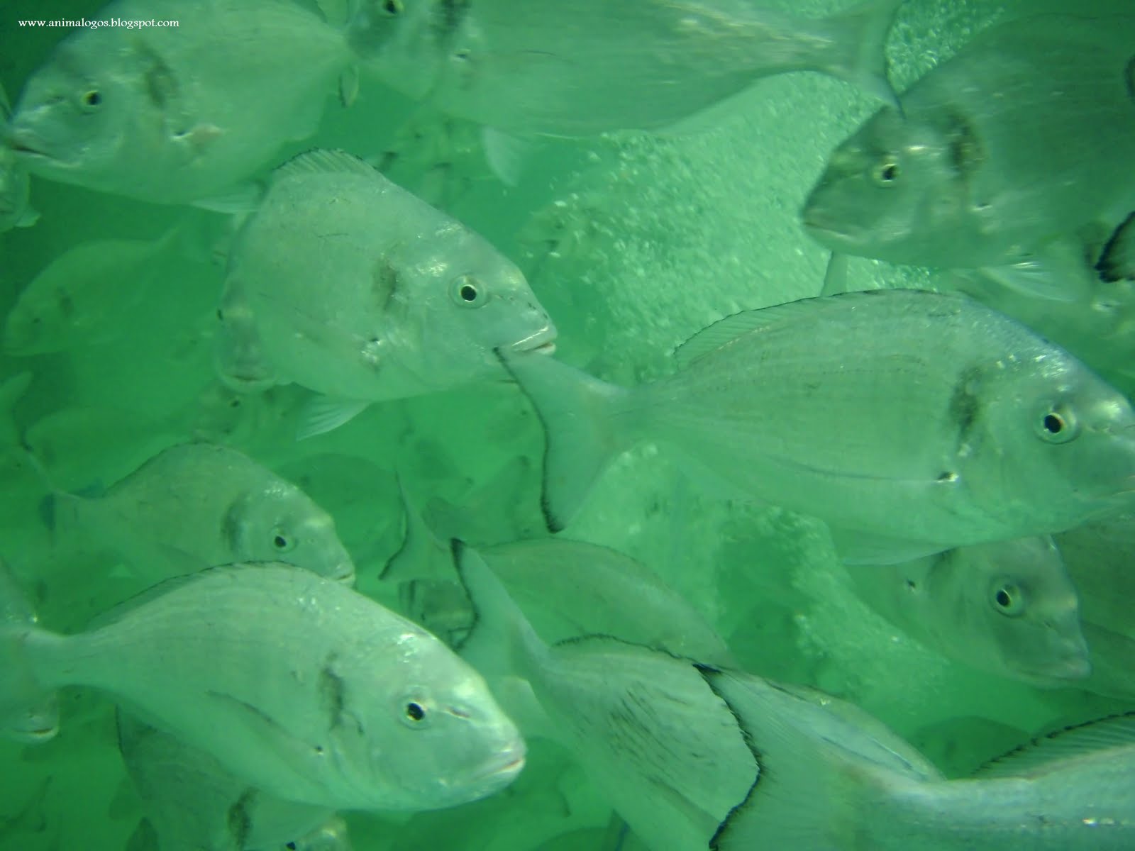 [Dourada_AQUAGROUP_Rita_Colen.JPG]