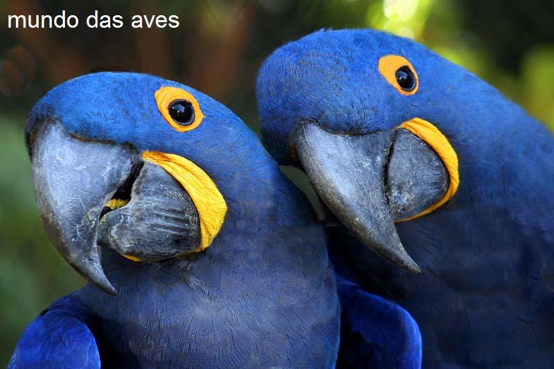 mundo das aves