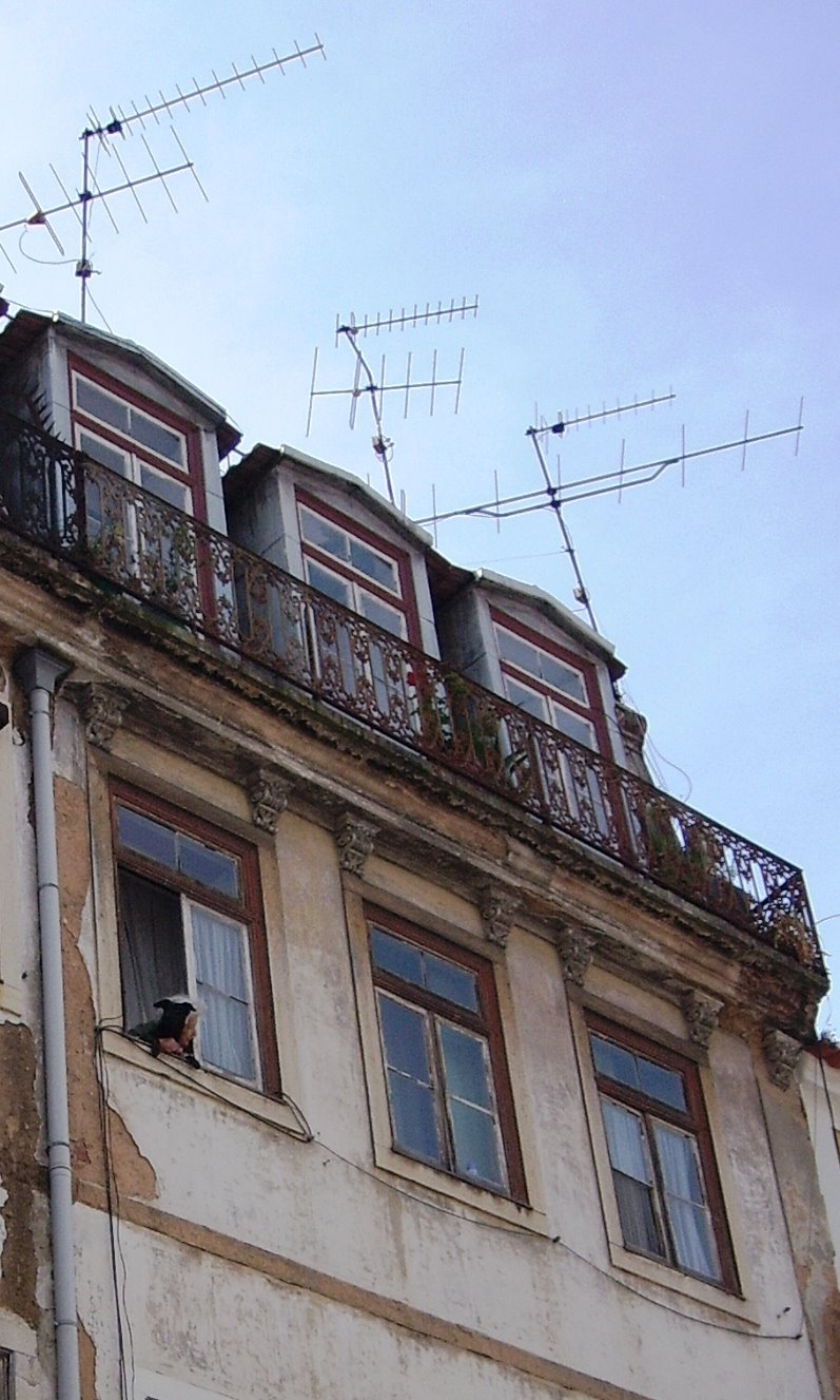 [À+janela+com+o+fiel+amigo.JPG]