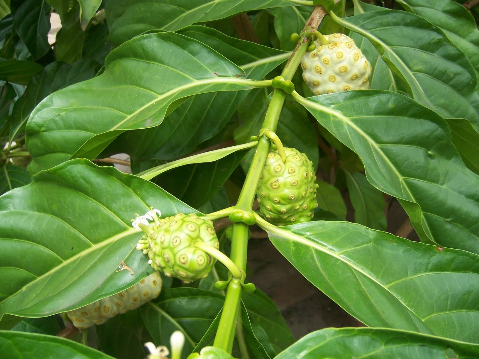 R.FILHO: Noni a fruta que cura