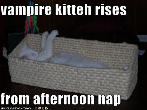 [funny-pictures-vampire-cat-rises-from-nap1.jpg]