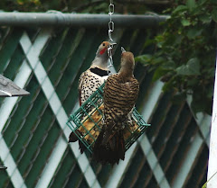 2 Red-Shafted Flickers
