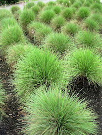 Spiky Green